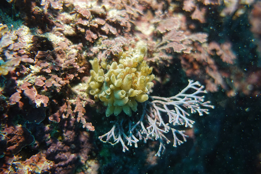 거품오스카해면