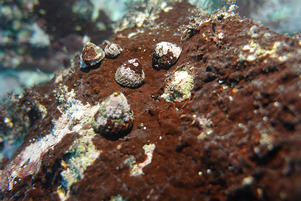 구멍밤고둥, 팽이고둥