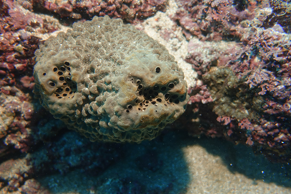 굵은나선별해면
