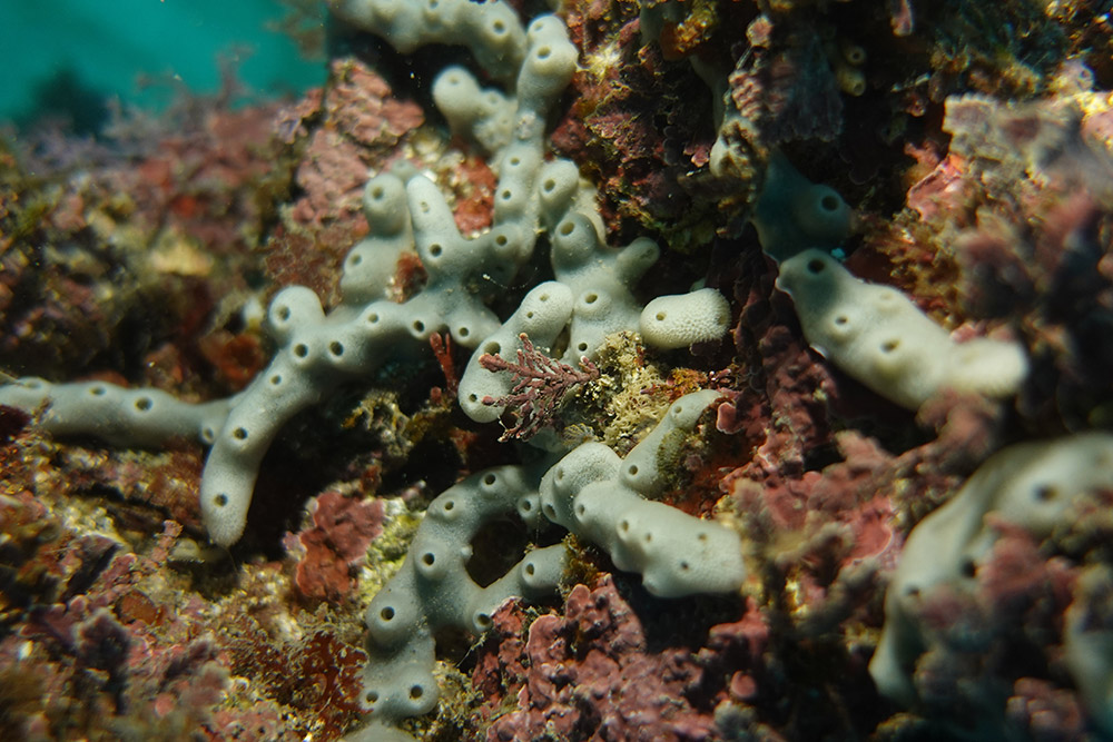 길쭉예쁜이해면