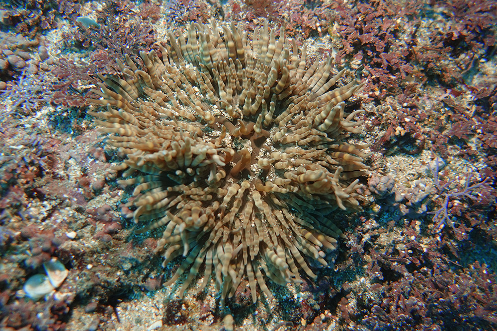 띠녹색열말미잘