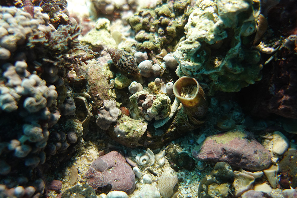 무륵, 큰뱀고둥