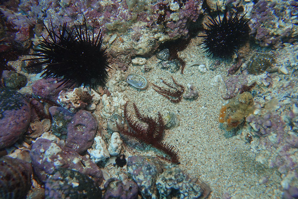 보라성게, 빨간등거미불가사리