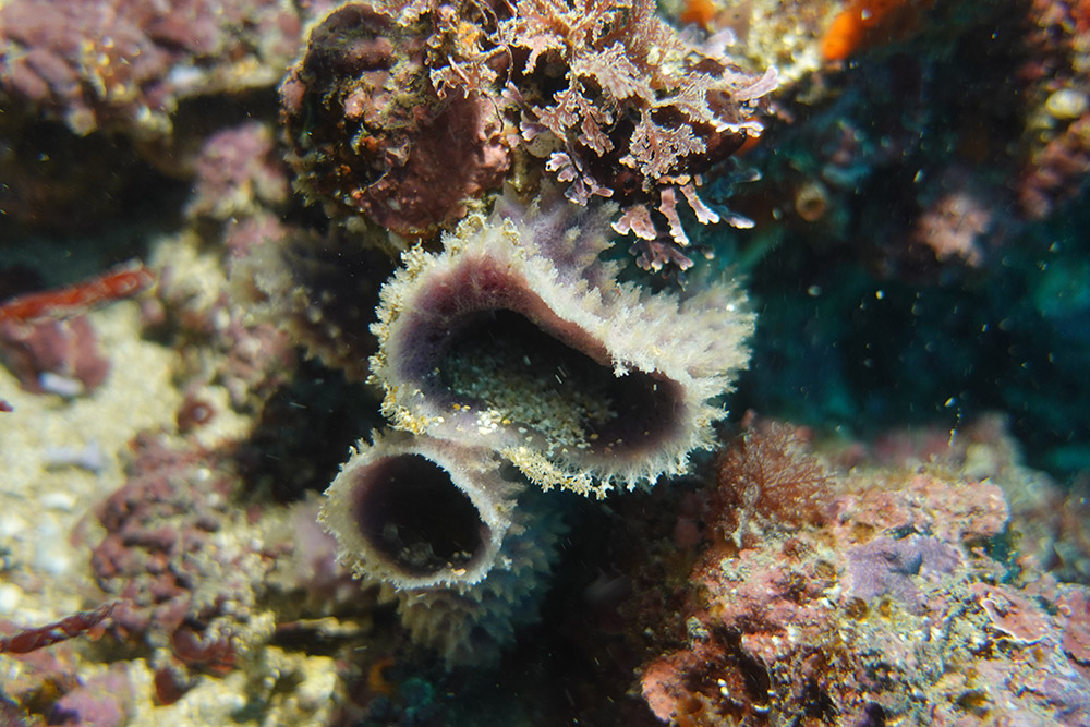 보라예쁜이해면