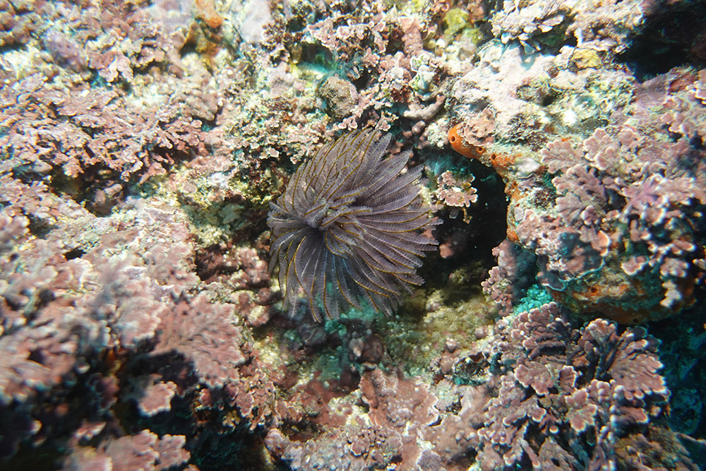 솜털꽃갯지렁이