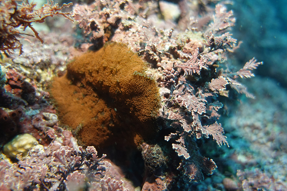 융단안장말미잘