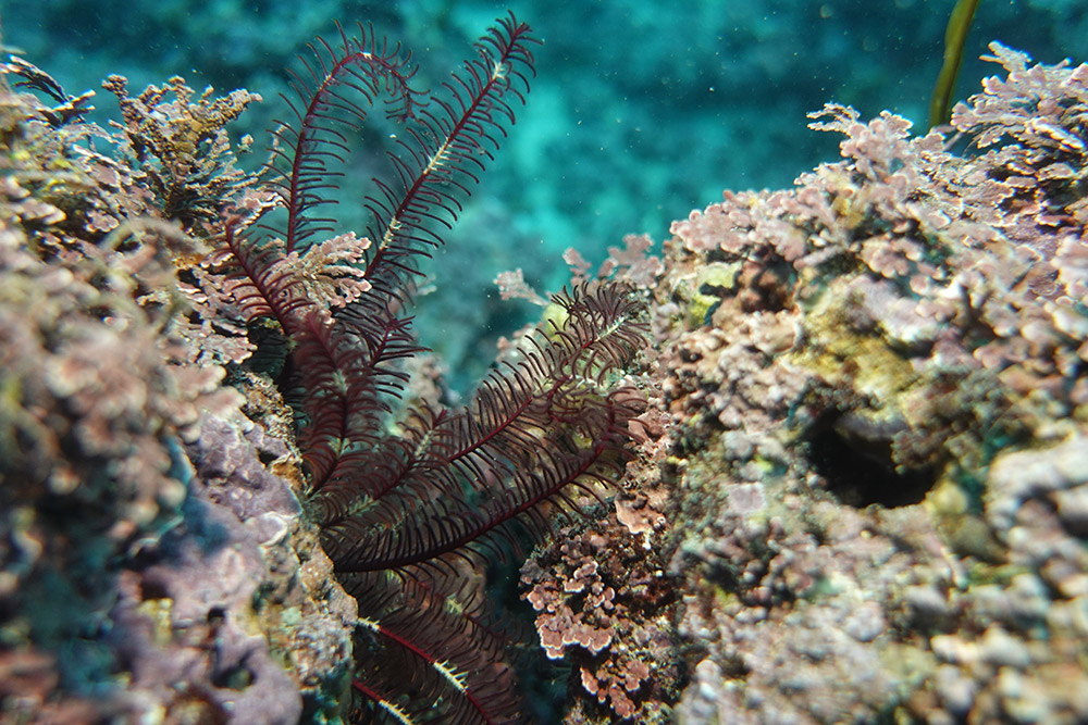 일본깃갯고사리