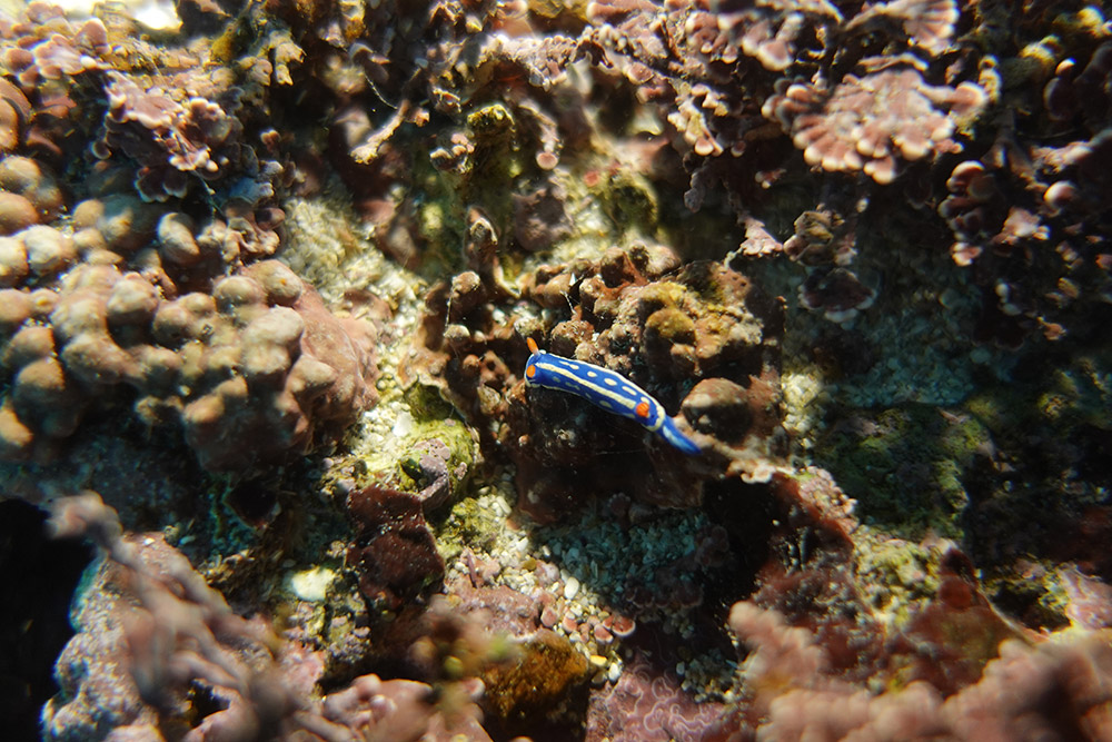 파랑갯민숭달팽이