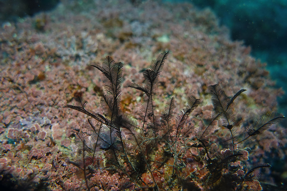 02_검정깃히드라