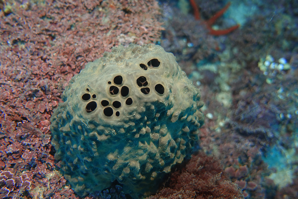 03_굵은나선별해면