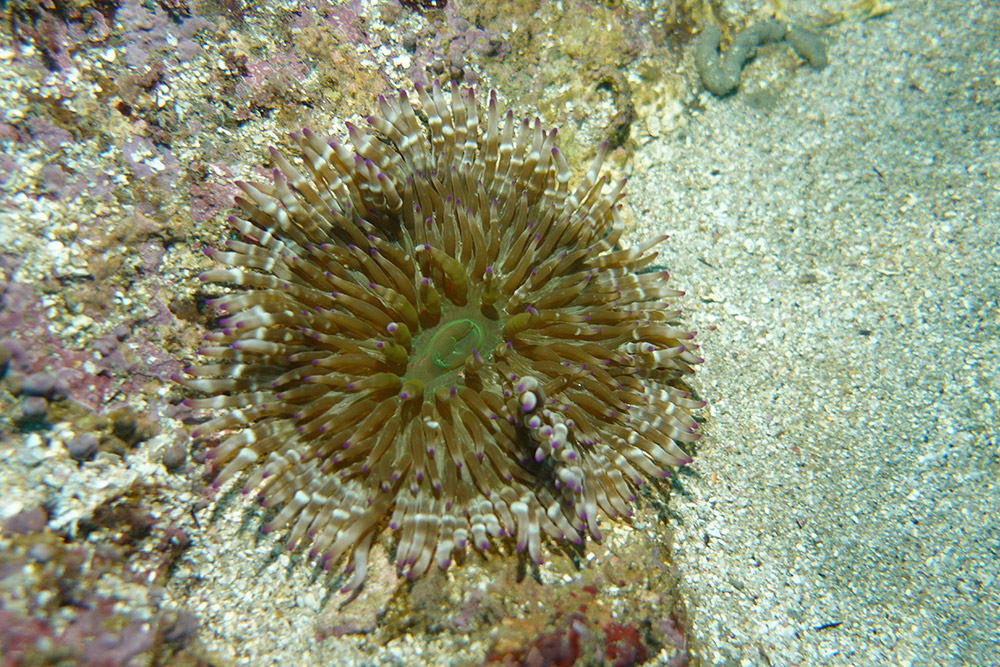 05_녹색열말미잘