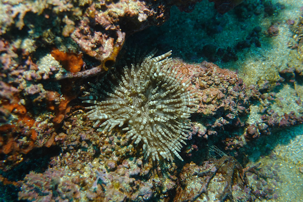 08_띠녹색열말미잘