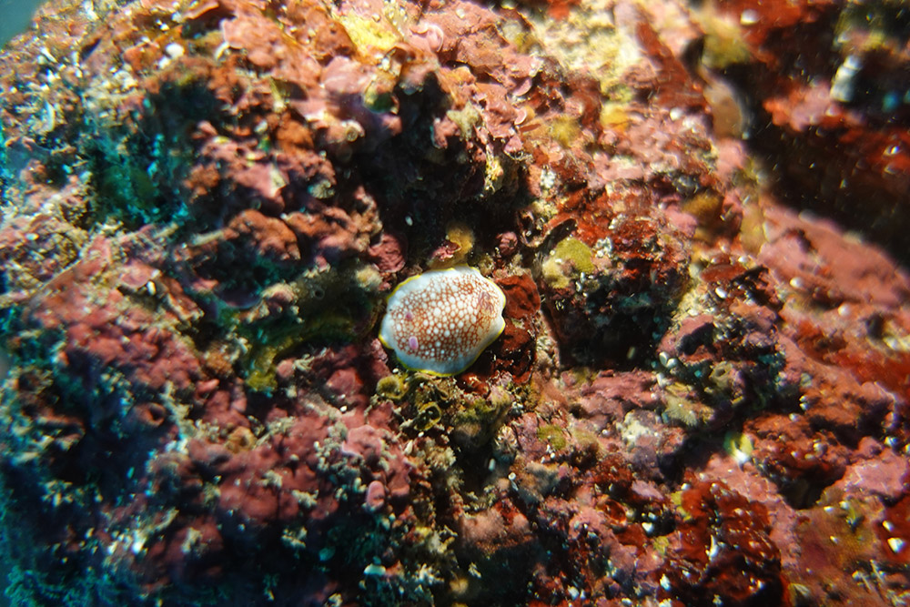 10_망사갯민숭달팽이