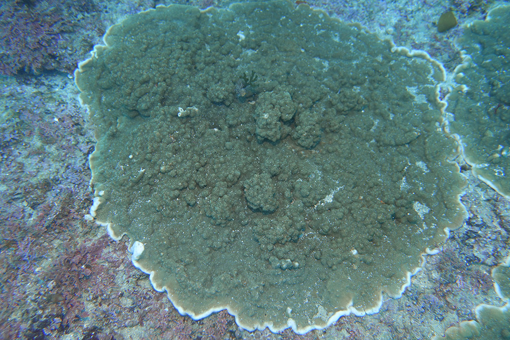 16_빛단풍돌산호