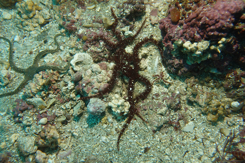 17_빨간등거미불가사리,뱀거미불가사리