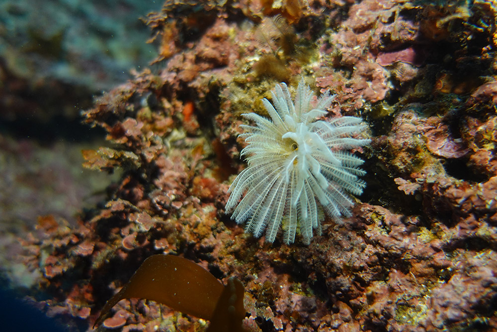 19_솜털꽃갯지렁이