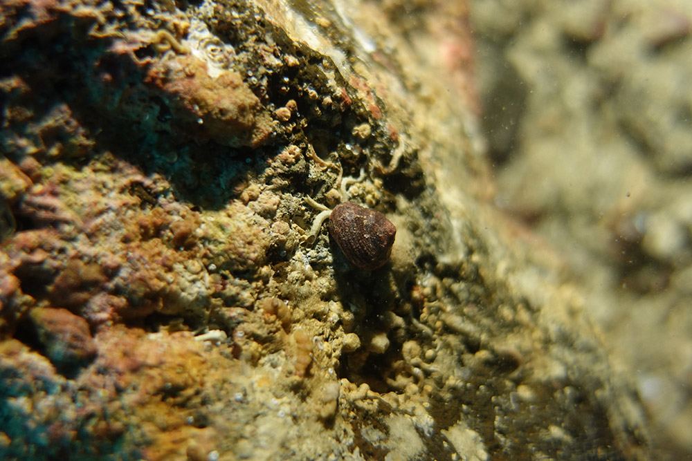 21_이빨울타리고둥