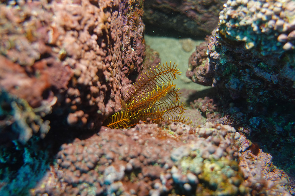 22_일본깃갯고사리