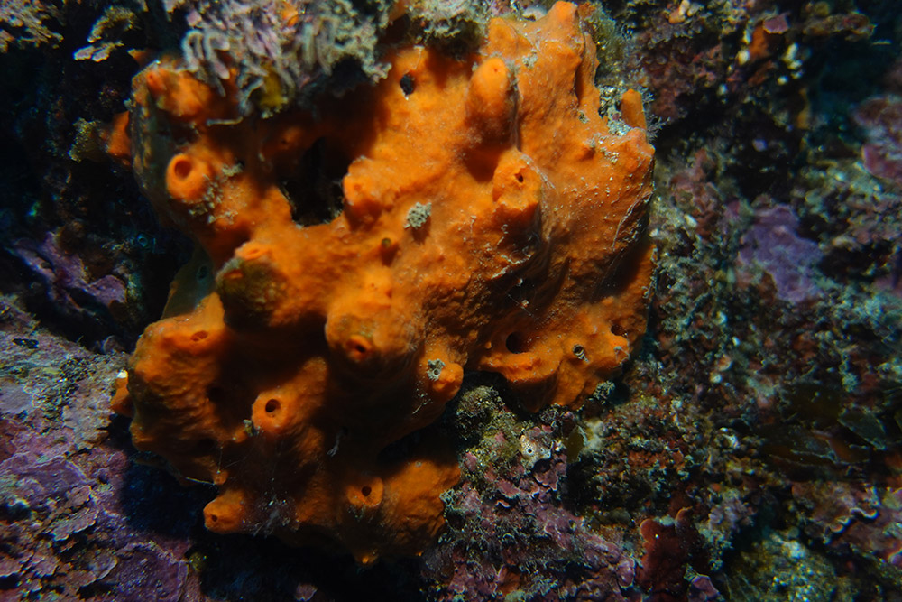 24_주황해변해면