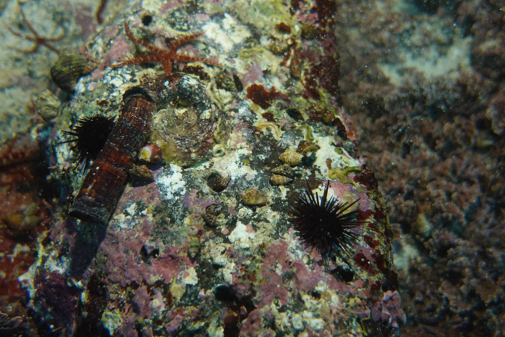 25_큰뱀고둥,보라성게,무륵