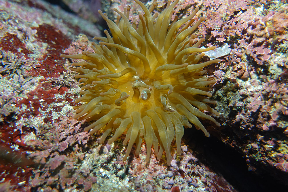 27_큰산호말미잘