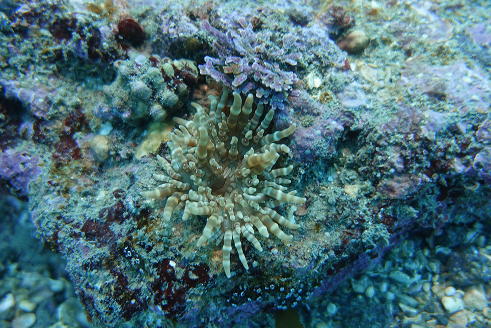 띠녹색열말미잘