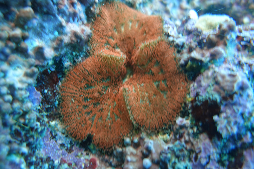 융단안장말미잘