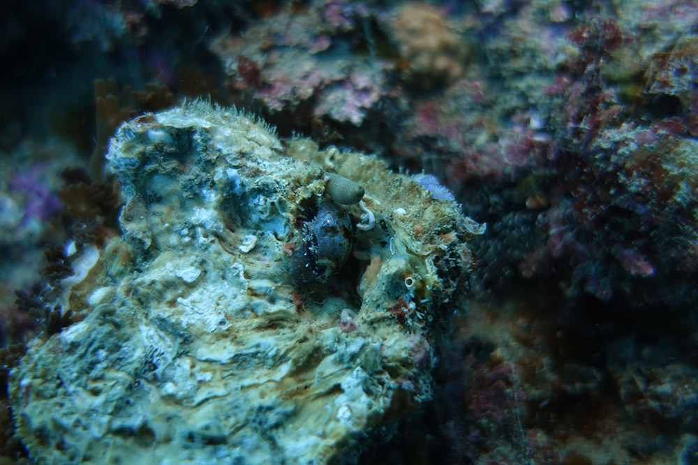 점박이개오지,상어껍질별벌레