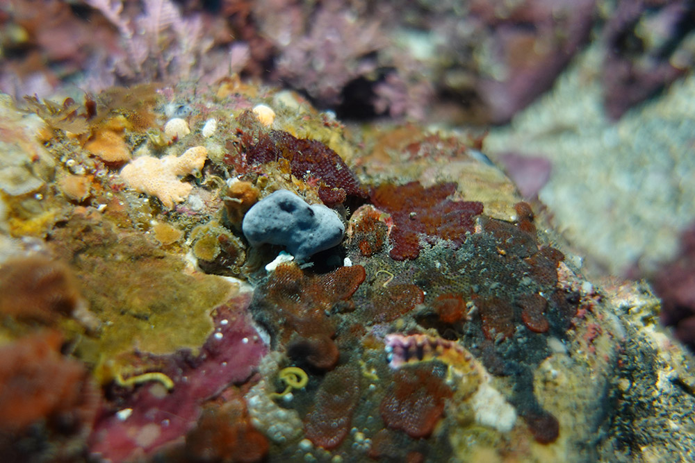 검정해변해면, 자주빛이끼벌레