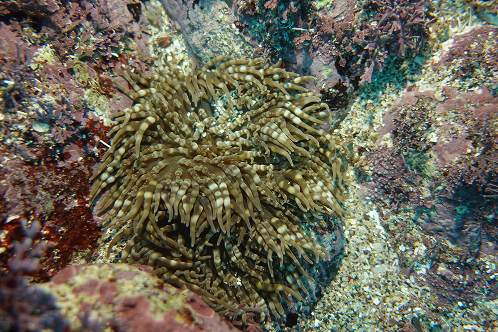 띠녹색열말미잘