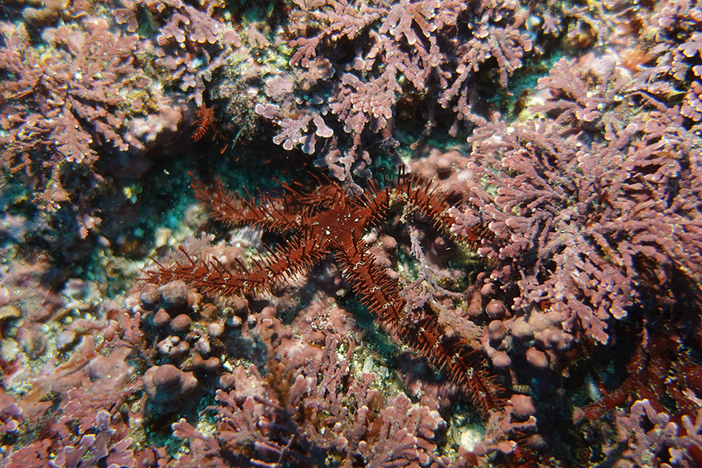 빨간등거미불가사리