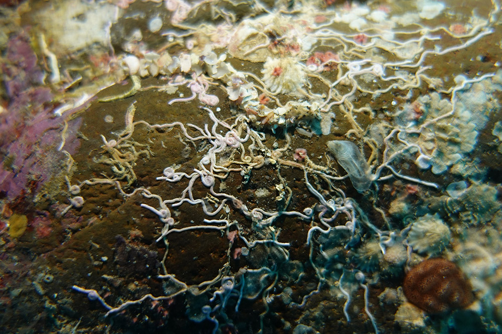 석회관갯지렁이