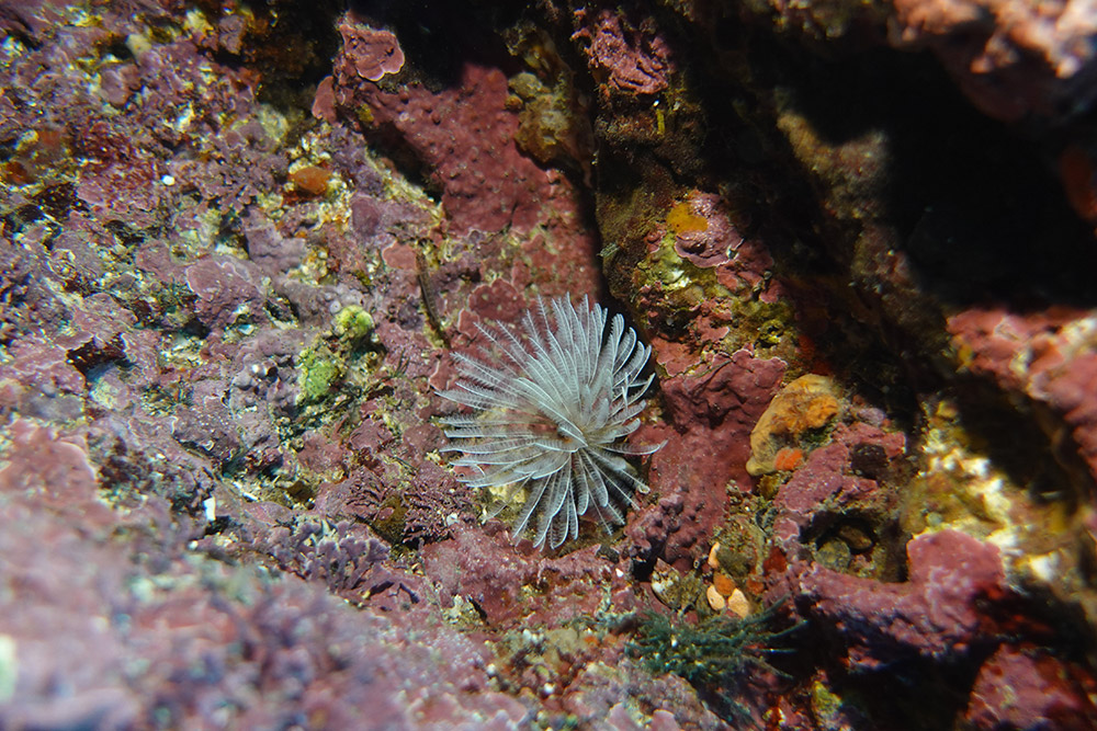 솜털꽃갯지렁이