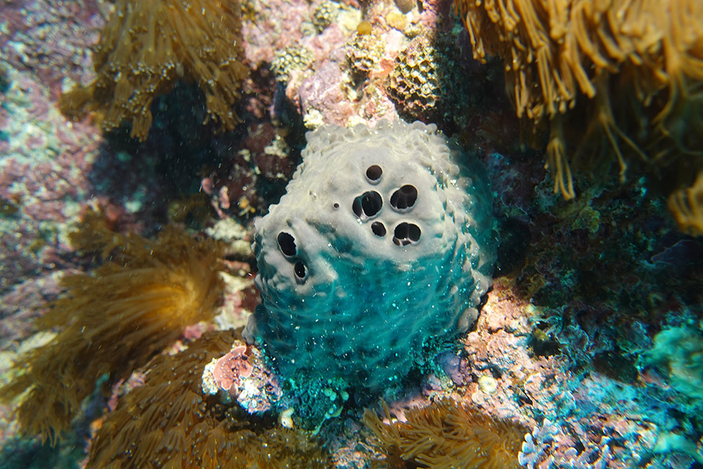 02_굵은나선별해면