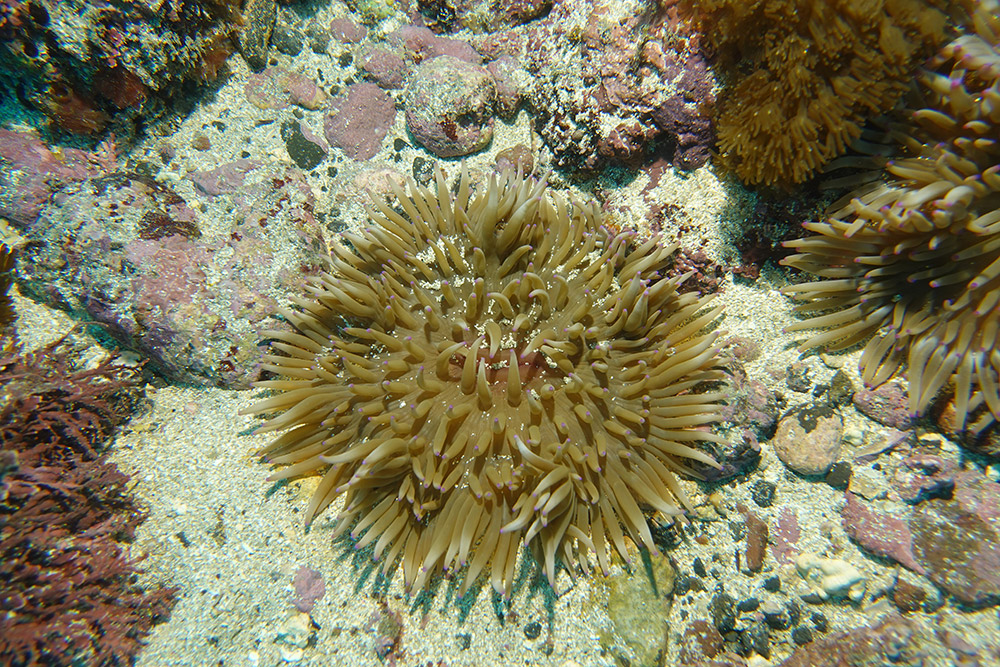 04_녹색열말미잘