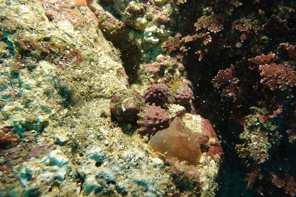 07_바퀴고둥, 분홍멍게, 소라