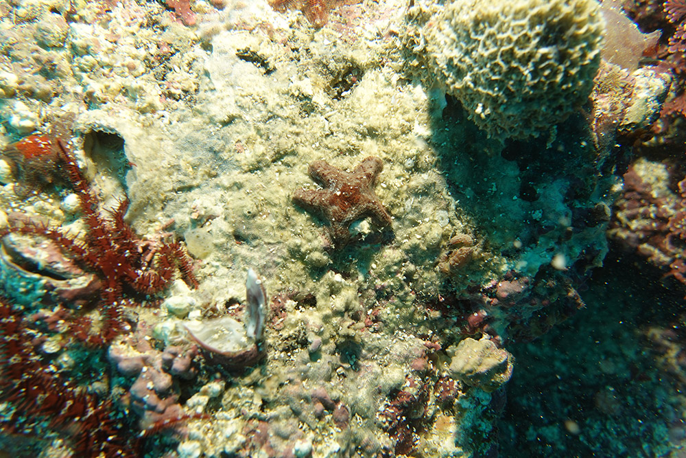 09_볼록별불가사리