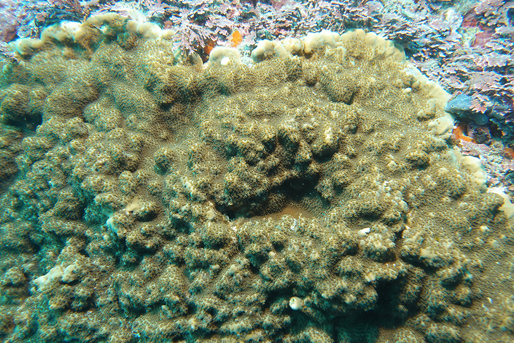 11_빛단풍돌산호