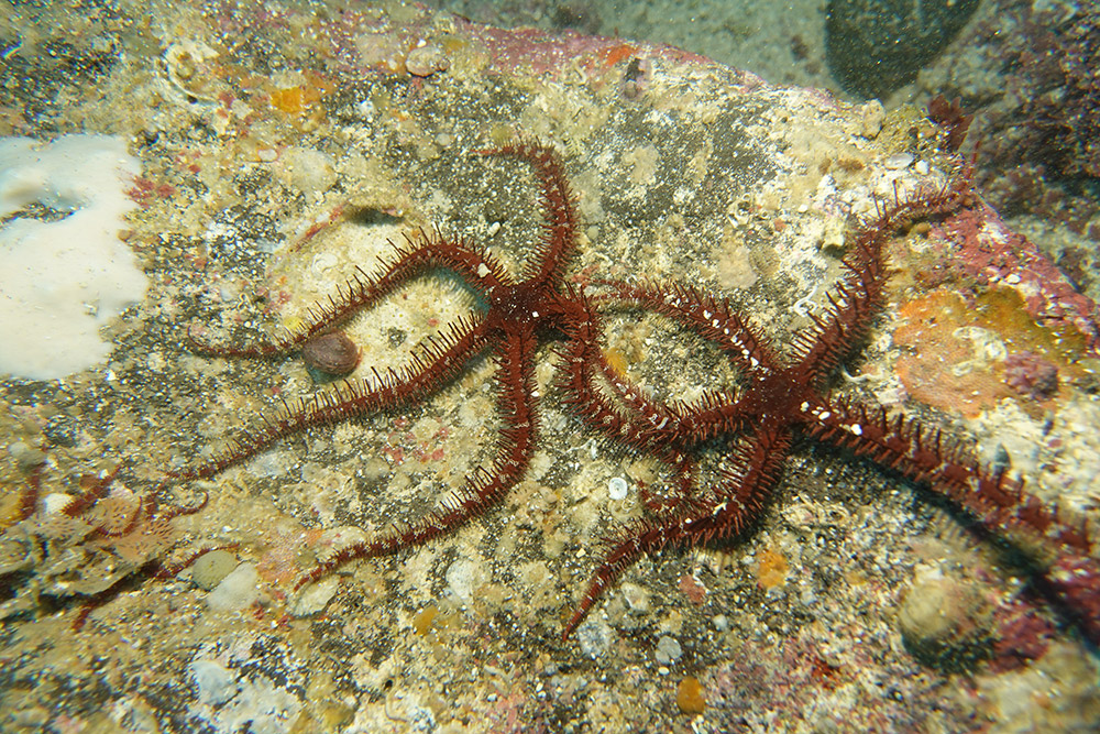 12_빨간등거미불가사리