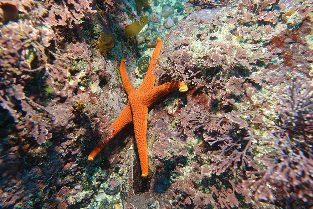 13_빨강불가사리