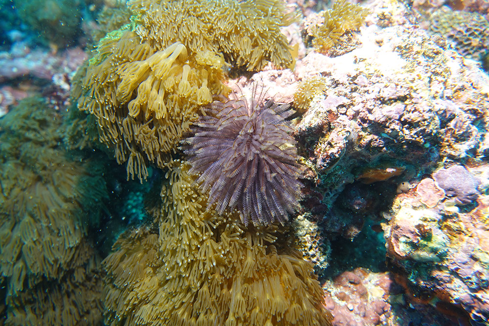 15_솜털꽃갯지렁이