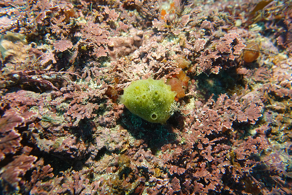 16_스펀지해면류