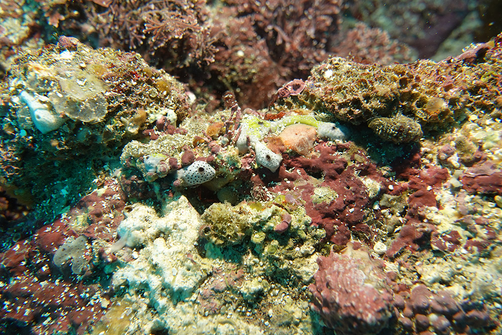 18_얼룩무늬흰덩이멍게