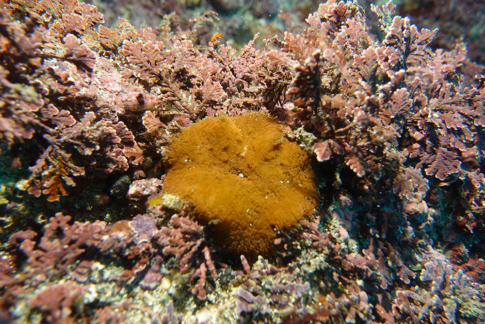 19_융단안장말미잘