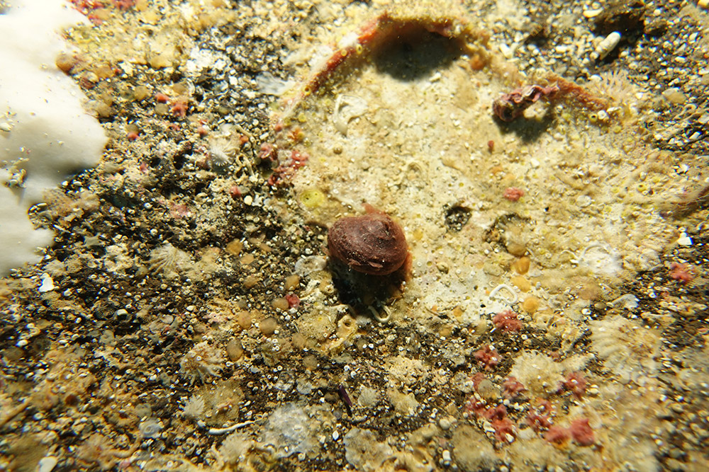 20_이빨울타리고둥