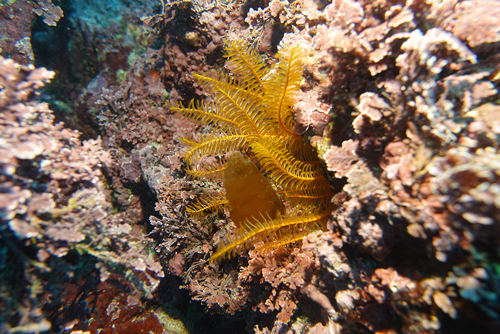 21_일본깃갯고사리