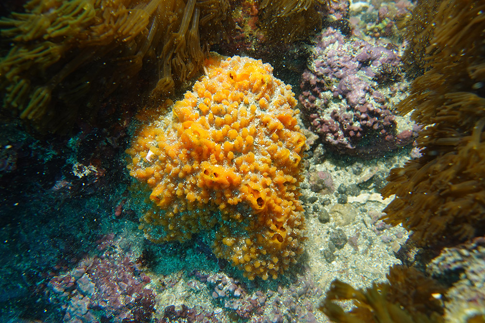 22_주황해변해면