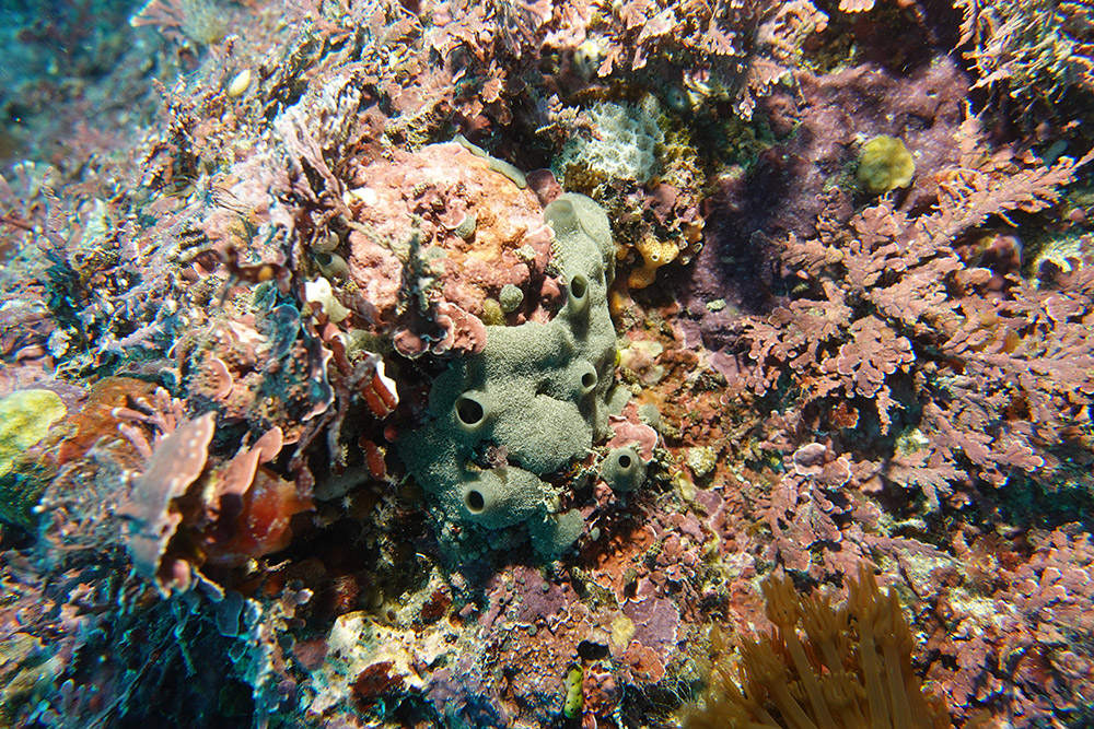 23_황록해변해면