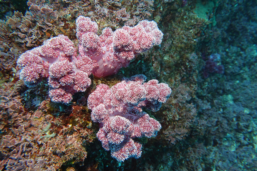 가시수지맨드라미