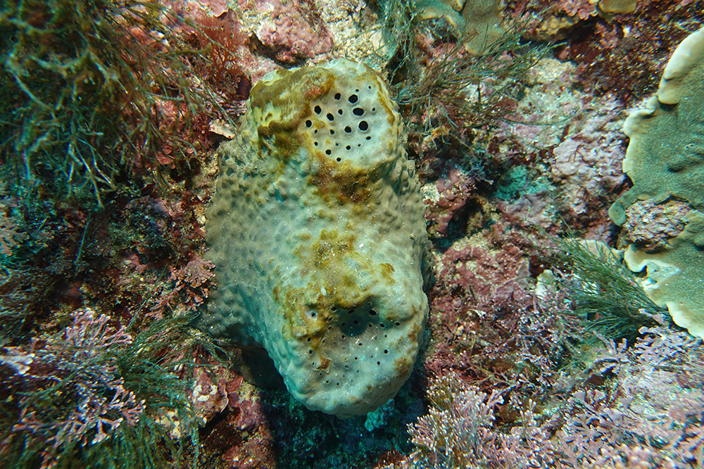 굵은나선별해면